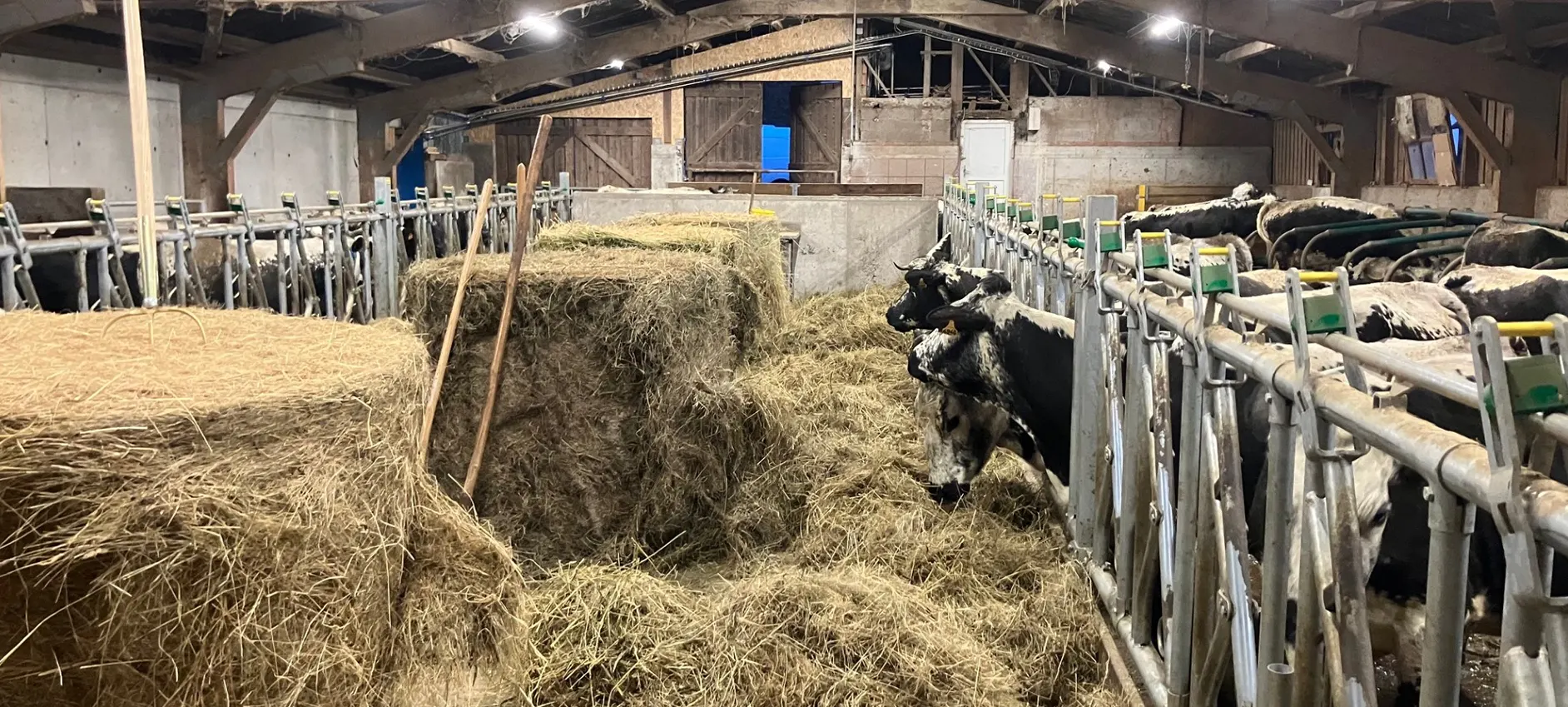 Éclairage LED professionnel dans un bâtiment d’élevage bovin pour améliorer le bien-être animal et réduire la consommation d’énergie.